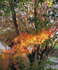 acerp-seiryu02_221111a.jpg