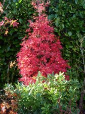 Skeeters Broom 16th November 2022.JPG