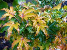 Westonbirt Spreading Star 16th November 2022.JPG