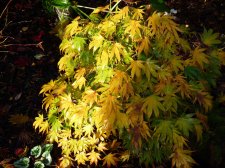 Westonbirt Spreading Star 16th November 2022 (2).JPG