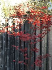 IMG_4300.jpg