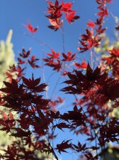 IMG_4297.jpg