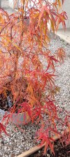 Red Pygmy 1.jpg