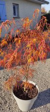 Red Pygmy 2.jpg