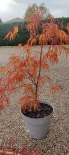 Red Pygmy 3.jpg
