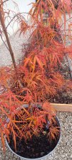 Red Pygmy 4.jpg