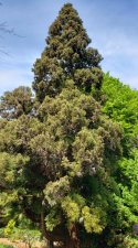 Cryptomeria-japonicaLobbii_StanleyParkPavilion_Cutler_20200501_143513.jpg