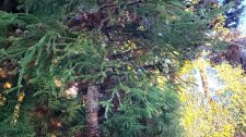 Cryptomerica jamponica 'Lobbii'_Stanley Park Pavilion_Cutler_20221118_134758.jpg