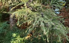 Cryptomerica jamponica 'Lobbii'_Stanley Park Pavilion_Cutler_20221118_134821.jpg
