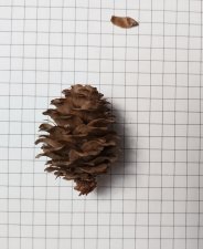 tree nsmail.jpg