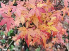 IMG_20221130_151337.jpg