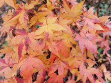 IMG_20221130_151352.jpg