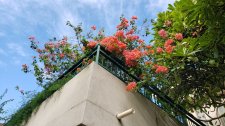 Bougainvillea_QueensHospital-Honolulu_Cutler_20221201_150840.jpg