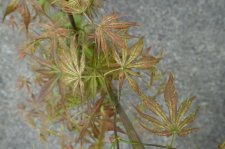 DSC00438.JPG