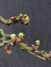 larix-flores_150327b.jpg
