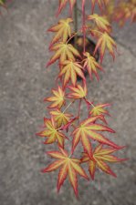 MN1 (11).JPG