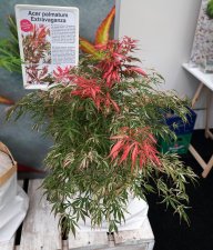 acer palmatum Extravaganza 2019 2.jpg