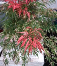 acer palmatum Extravaganza 2019 3.jpg