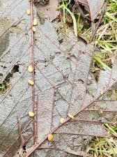 bean shapes alnus rubra.jpeg