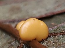 bean shapes alnus rubra.4.jpeg