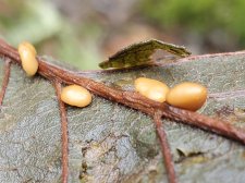 bean shapes alnus rubra.7.jpeg
