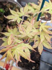 Kasen Nishiki 14042023.jpg