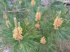 IMG_PINE1.jpg