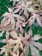 IMG_5375.jpeg