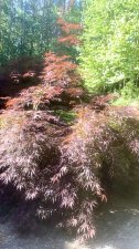 BBC0BBEB-7B67-45EE-90A6-BF2545DF2381.jpeg