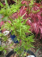 hagoromo-nana_230506a.jpg