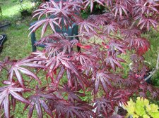acerp-tromp_230510a.jpg