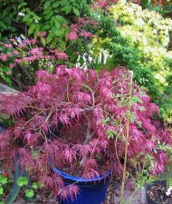 acerp-hanamatoi_230514a.jpg