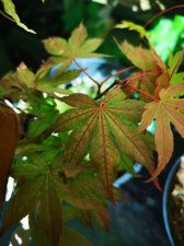 IMG_20230515_082706.jpg