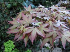 acerp-redwine_230404a.jpg