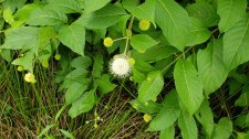 Cephalanthus-occidentalis_HoustonBotanicGarden_Cutler_20230516_154909.jpg