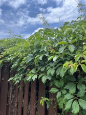 IMG_2083.jpeg