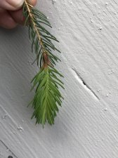 IMG_3123.jpeg