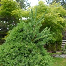 Picea glauca 'Conica' 1.jpg