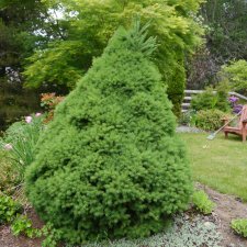 Picea glausca 'Conica' 2.jpg
