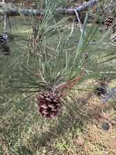 IMG_2171.jpeg