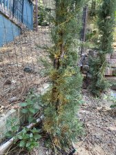 IMG_0306.jpeg