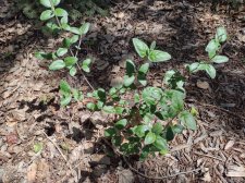 id-shrub.jpg