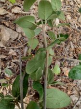 id-shrub3.jpg