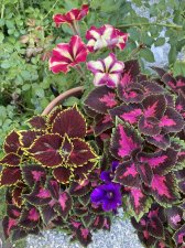 IMG_3294.jpeg