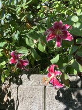 IMG_3232.jpeg