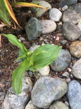 IMG_3207.jpeg