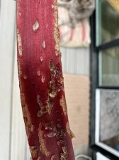 IMG_9664.jpeg