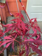 IMG_3527.jpg