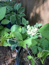 IMG_4693.jpeg
