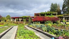 Parthenocissus tricuspidata_UBCBG_Cutler_20231003_145749.jpg